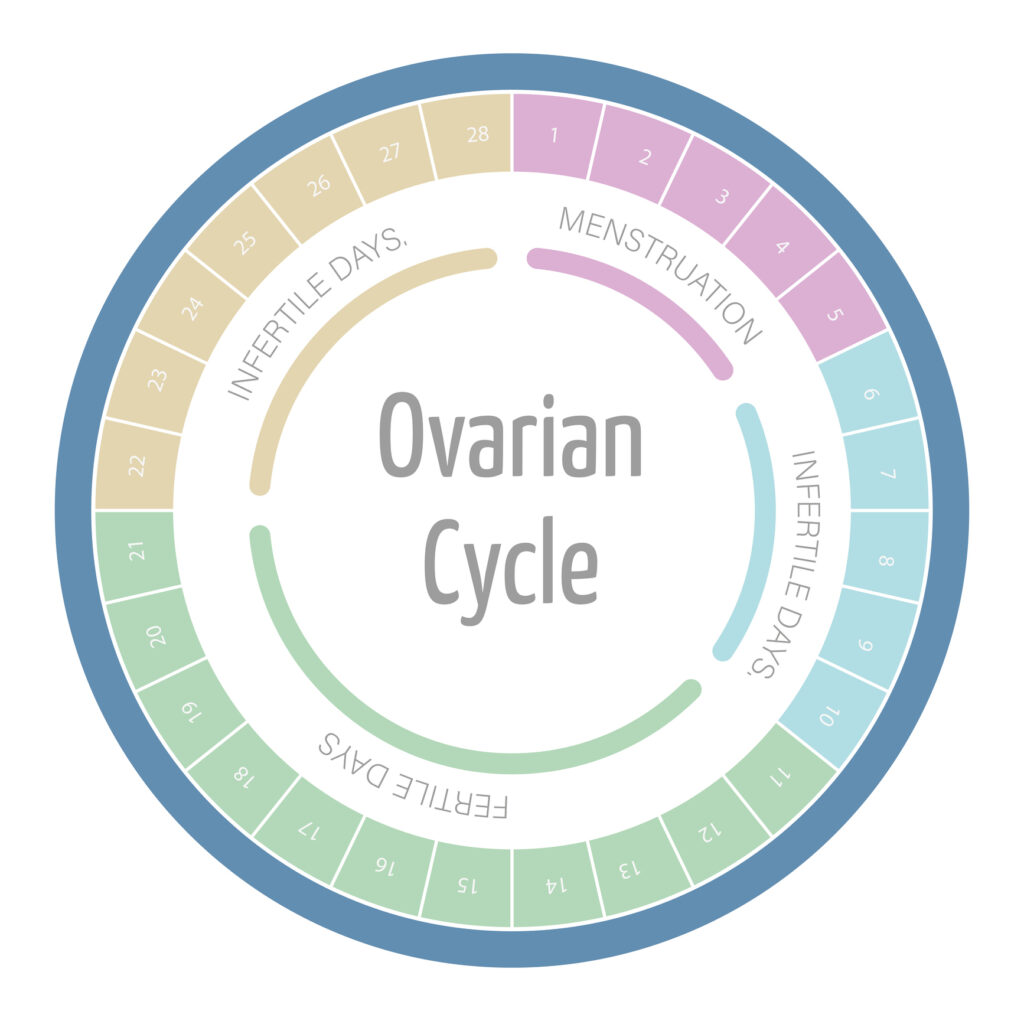 When Do You Ovulate After Your Period?