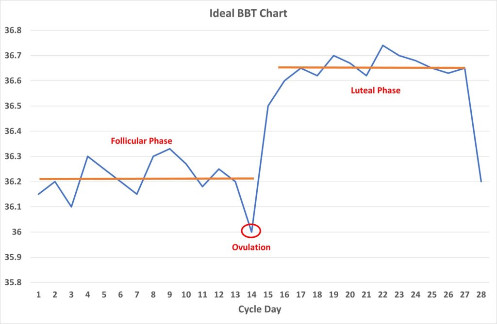 Why would the BBT drop after ovulation?